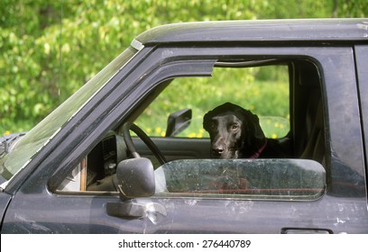 Black Hound Dog In Window Of Truck