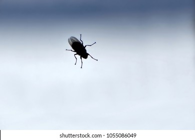 Black House Fly Silhouette Close Up Abstract