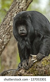 Black Howler Monkey