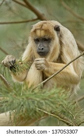 Black Howler Monkey