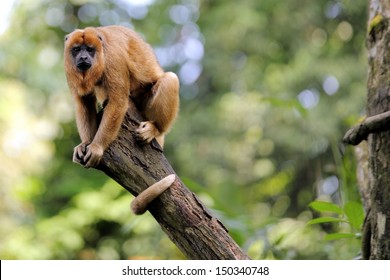 Black Howler Monkey