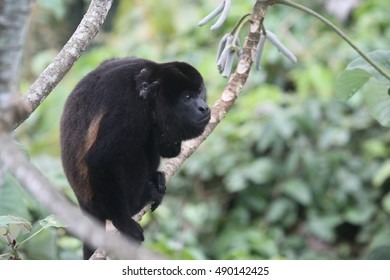 Black Howler Monkey