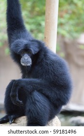 Black Howler Monkey