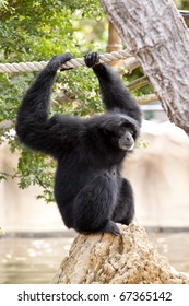 Black Howler Monkey