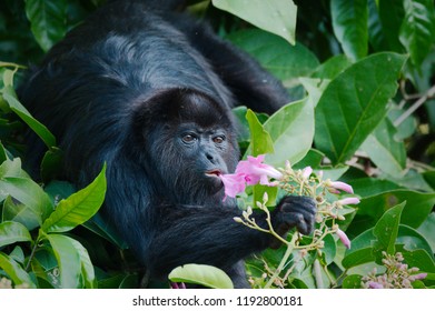 Black Howler Monkey Belize