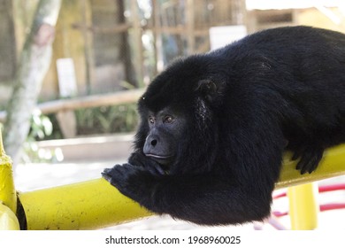 Black Howler Monkey Looking Side.