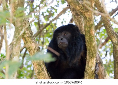 Black Howler Monkey Looking Side.