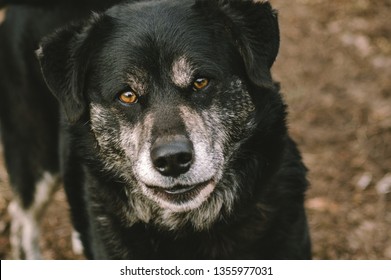 Black Husky Mix Dog Portrait.