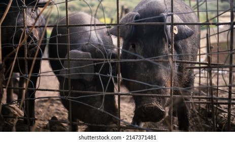 Pigsty Images, Stock Photos & Vectors | Shutterstock