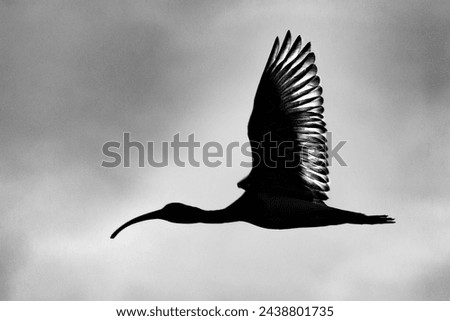 Black ibis in fligth at Marajo, Island, Para, Brazil.
