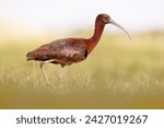 Black ibis Glossy ibis is a rare bird in denmark but this one was really not shying and make some great photo to us. 