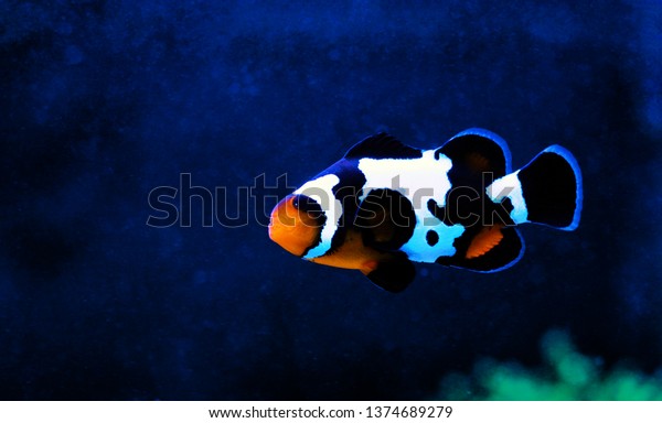 Black Ice Snowflake Ocellaris Clownfish Amphiprion Stock Photo Edit Now