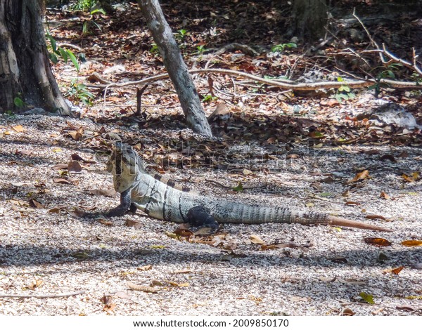 Black Iguana Cenote Dos Ojos Tulum Stock Photo 2009850170 | Shutterstock