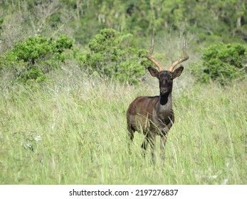 Black Impala In South Africa