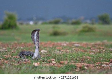 Black Indian Cobra - A highly venmous snake.
