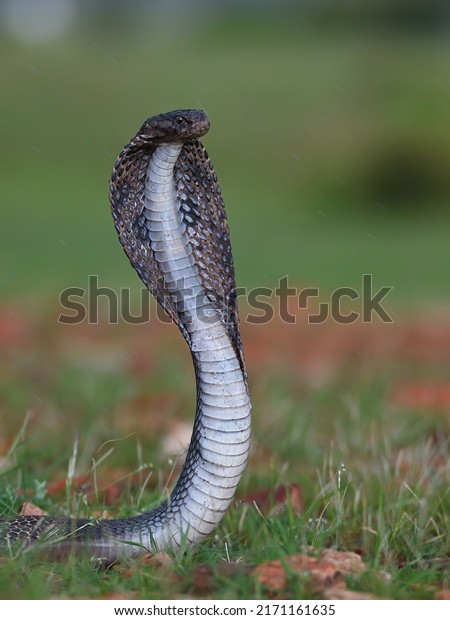 Black Indian Cobra Highly Venmous Snake Stock Photo 2171161635 ...