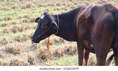 6,382 Indian black cow Images, Stock Photos & Vectors | Shutterstock