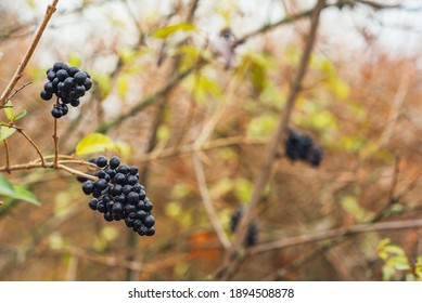 Inedible Berries Images Stock Photos Vectors Shutterstock Inedible Berries Images Stock Photos Vectors Shutterstock