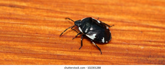 black insect