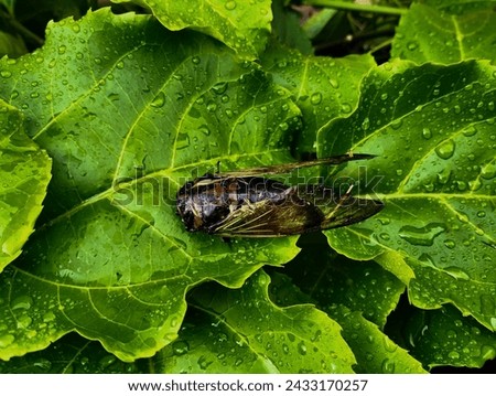 A black insect (Cryptotympana) perched on dewy green leaves in the morning