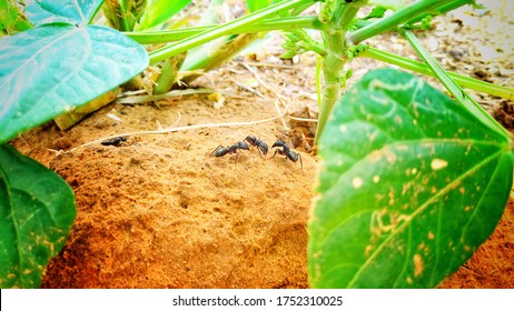 Black Insects Busy In Meeting. Macro Shot Of Black Ants Life. Insects On Wet Ground. Black Ant In Green Nature Or In The Garden