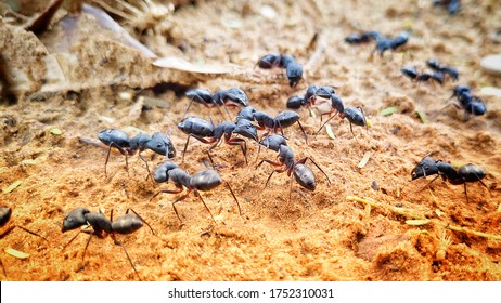 Black Insects Busy In Meeting. Macro Shot Of Black Ants Life. Insects On Wet Ground. Black Ant In Green Nature Or In The Garden