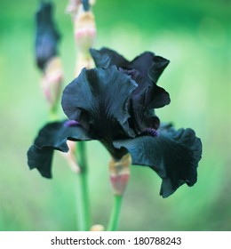 Black Iris Barbatus Flower In An Open Air