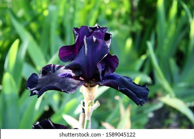 Black Iris Flower Close Up