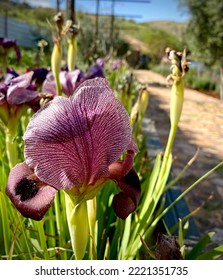 Black Iris Flower Of Jordan