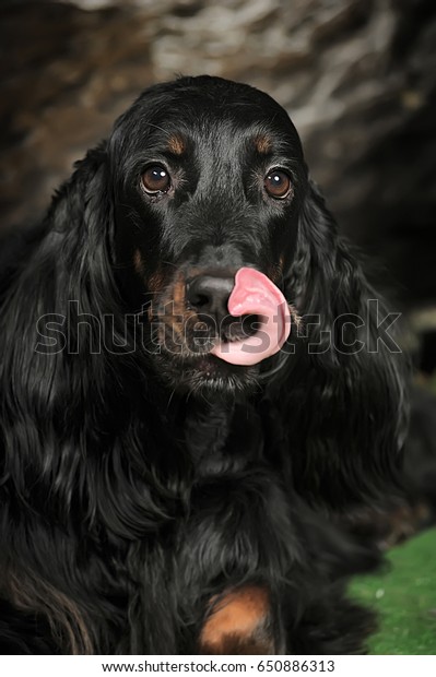 black irish setter dog