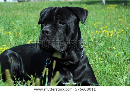 Black Italian Mastiff Italian Canecorso Dog Stock Photo Edit Now