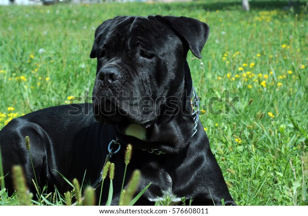 Black Italian Mastiff Italian Canecorso Dog Stock Photo