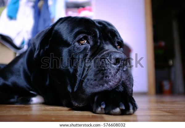 Black Italian Mastiff Italian Canecorso Dog Stock Photo