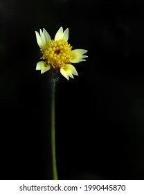 A Black Jack Flower (bidens Palosa) Widely Distributed In Asia, Africa, Australia. Pacific Island And South America. Weeds, But Source Of Food And Medicine.