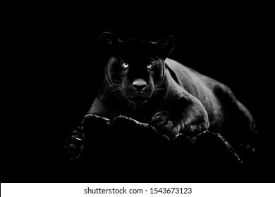 Black Jaguar With A Black Background