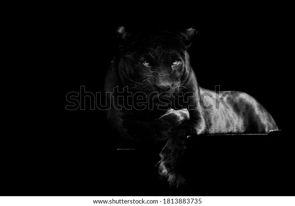 Black jaguar with a black\
background