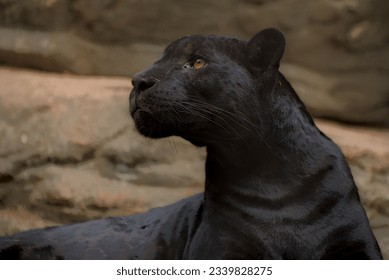 Black Jaguar, big cat, wildlife, close-up