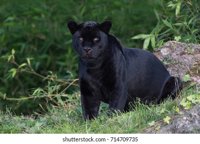 Black Jaguar Deep In A Forest/Black Panther/Jaguar (Panthera Onca)