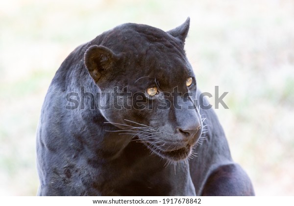 black jaguar isolated in close up highlighting yellow\
eyes 