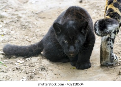 Black Jaguar Panthera Onca Baby Foto de stock 402118504 | Shutterstock