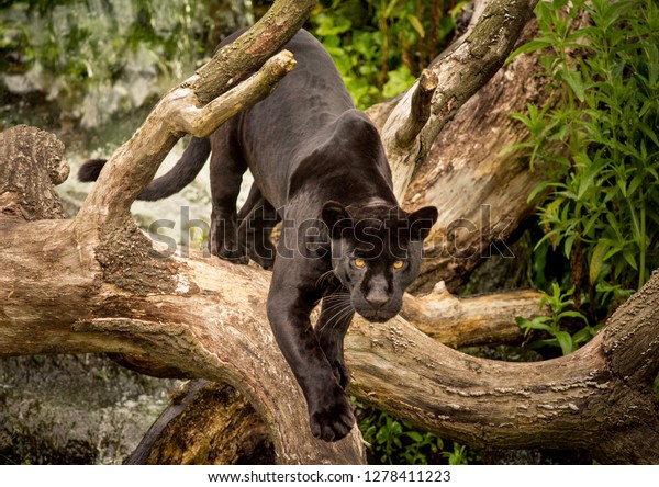 A Black Jaguar\
prowling
