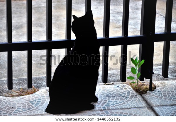 Black Japanese Bobtail Cat Garage Gate Stock Photo Edit Now