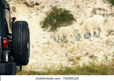 The Black Jeep Spare Tire In The Back Of The Vehicle And The White Mountain Goats On Icefield Highway In Jasper National Park, AB On September 5, 2017