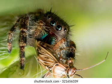 Black Jumping Spider With Green Mouth And Eyes Eats Bug