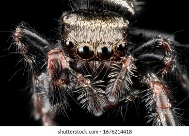 Black Jumping Spider From Upper Marlboro Maryland Macro Specimen, Flying Insect, Side