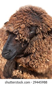 Black Karakul Sheep