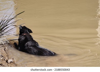 Black Kelpie Dog Cooling Off In The Creek