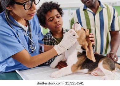 Black kid and his father watching professional vet doing medical examination of their beagle puppy