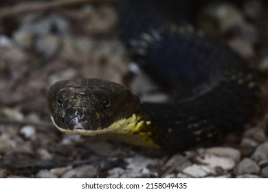 The Black King Cobra Has Segmented White Scales Across Its Body 