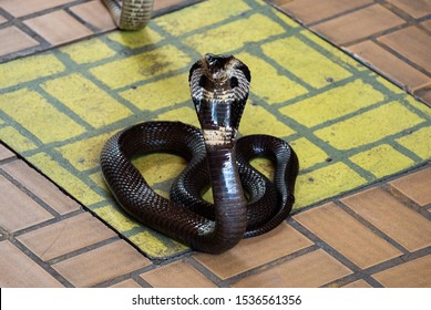 Black King Cobra Spreading Hood On The Tile Floor